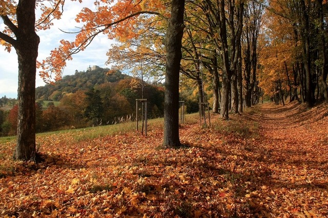 Alej pod Barborkou, foto Bořek Žižlavský
