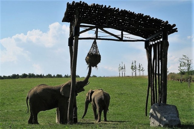 Expozice slonů, foto Archiv ZOO a zámek Zlín