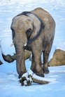 Vezměte slona na výlet, poznejte spolu hrad Lukov