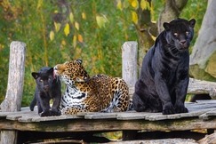 Zoo Zlín - Jaguáři, zdroj Zoo Zlín