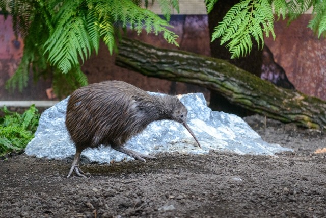 Kivi, archiv ZOO a zámek Zlín
